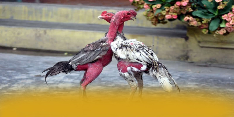 Nhận xét từ thành viên đã trải nghiệm về GOOD88 Nhận xét từ thành viên đã trải nghiệm về GOOD88