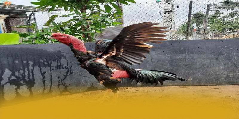 Phản hồi từ game thủ về W88